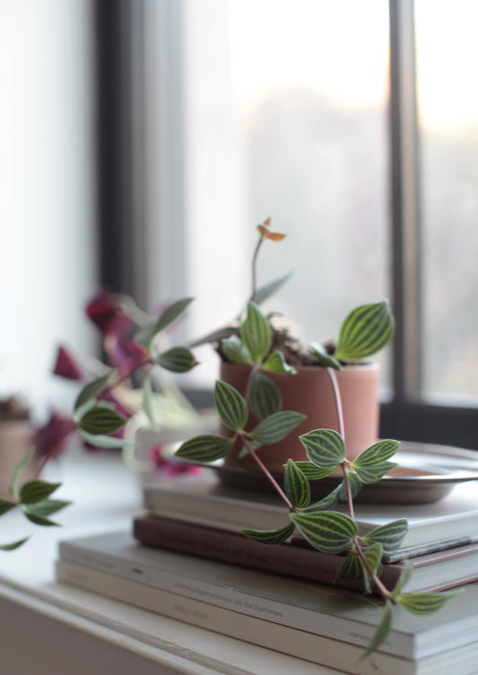 Ceramic Planter in Various Colors