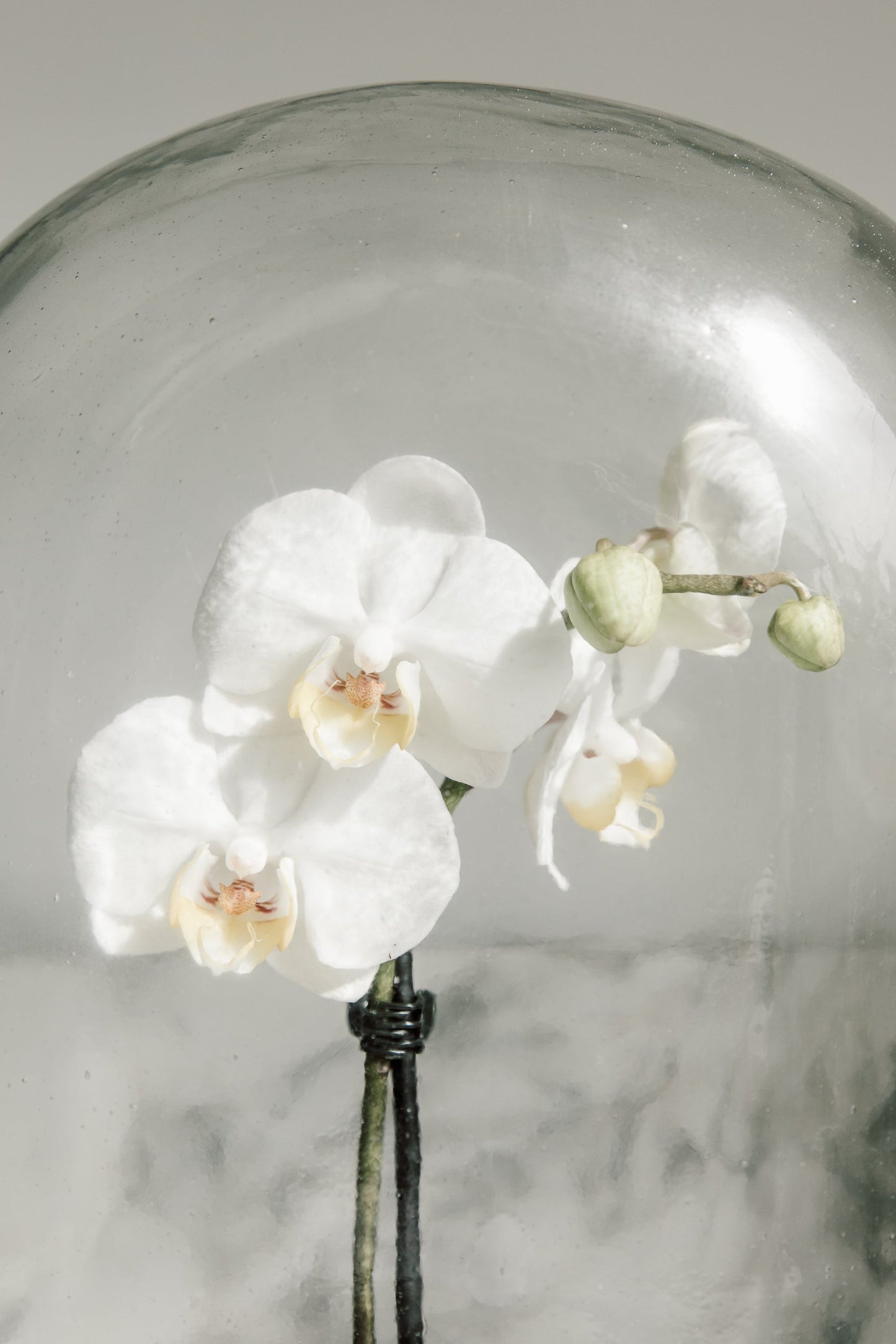 display glass dome 12