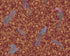 Floral Bird Scrollwork Textured Wallpaper in Red/Gold from the Versace IV Collection