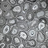 Filo Agate Wallpaper in Black Cumin