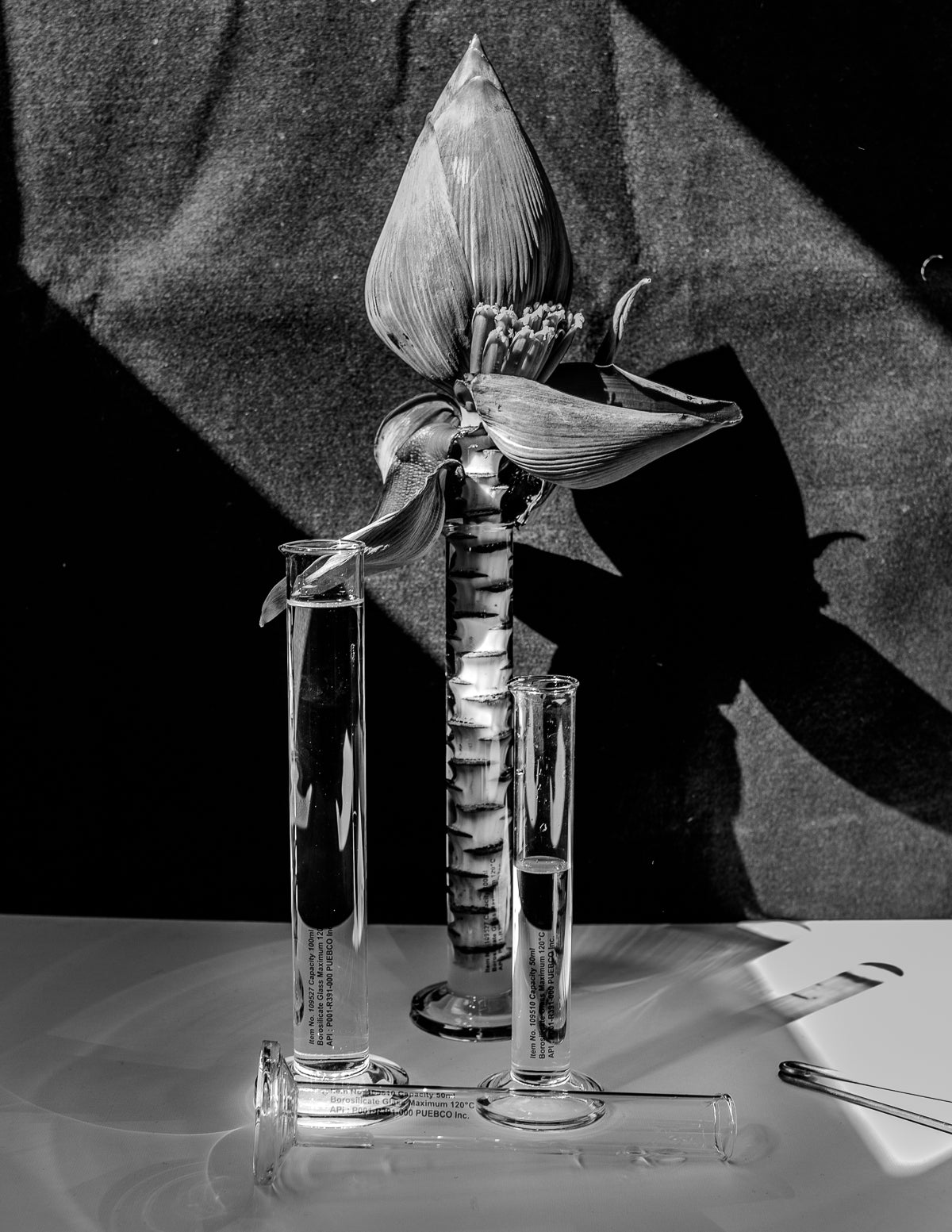 Black and white photo of Puebco tall skinny vases with a flower in one