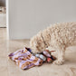 ashi dog toy caramel blue 6