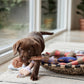 ashi dog toy caramel blue 5