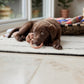 ashi dog toy caramel blue 3