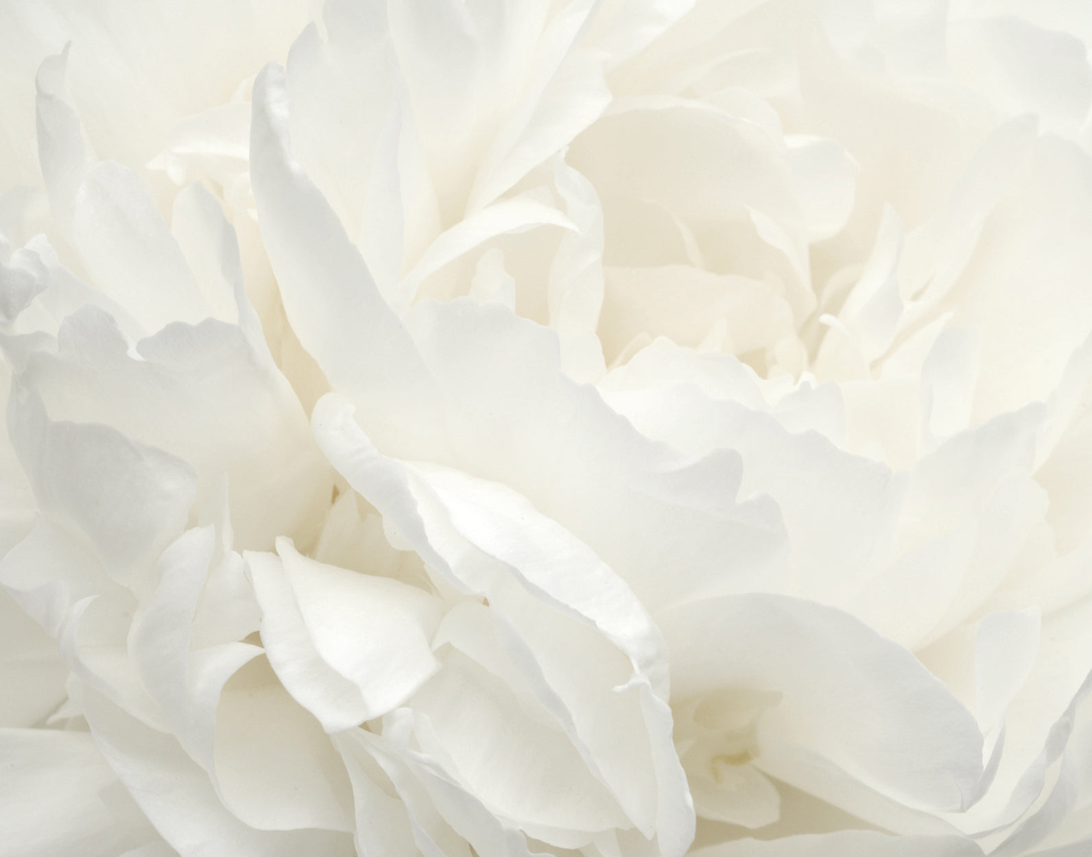Rose White Wall Mural from the Atmosphere Collection by Galerie Wallcoverings