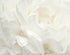 Rose White Wall Mural from the Atmosphere Collection by Galerie Wallcoverings