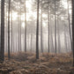 Forest In The Mist Wall Mural from the Atmosphere Collection by Galerie Wallcoverings