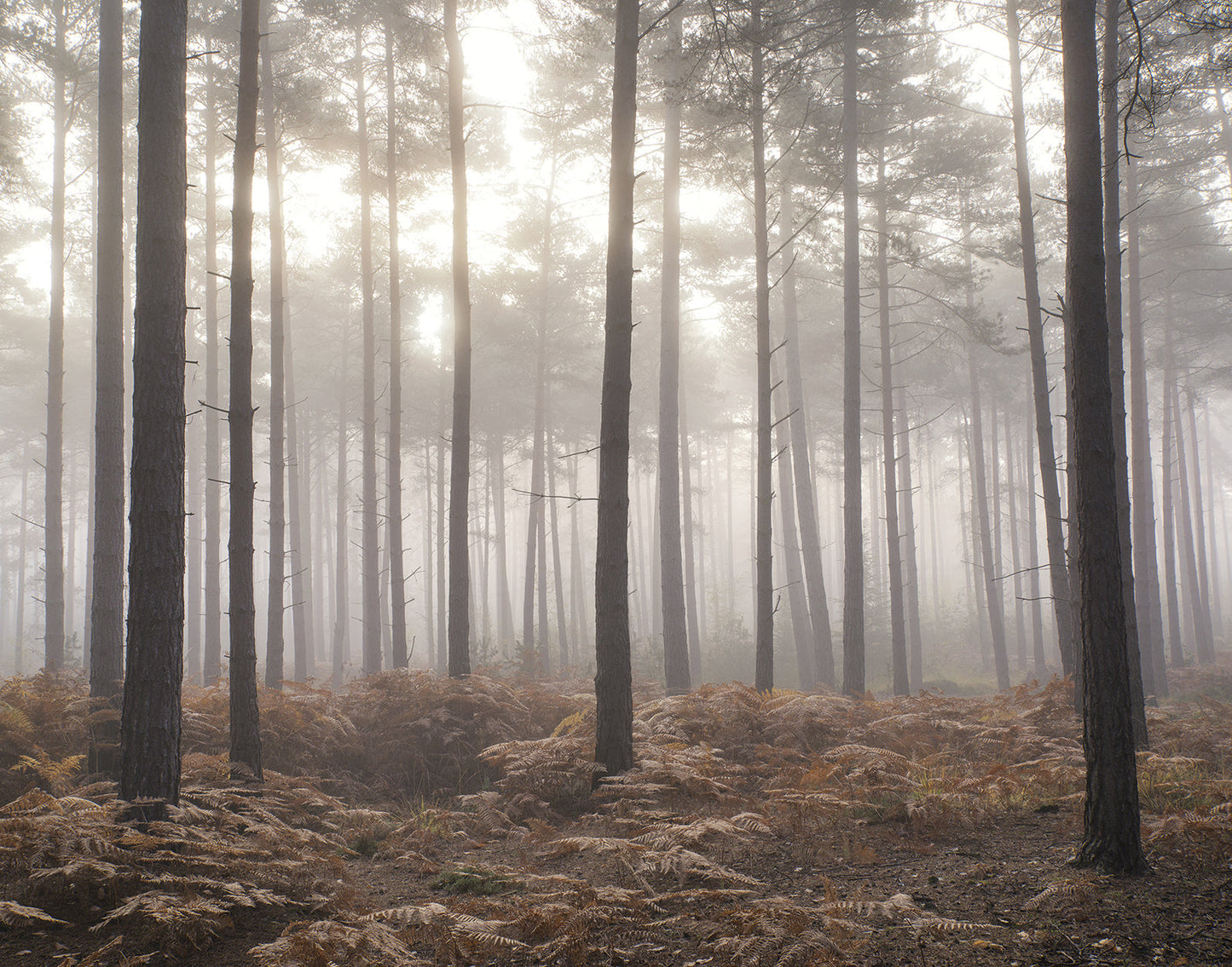 Forest In The Mist Wall Mural from the Atmosphere Collection by Galerie Wallcoverings