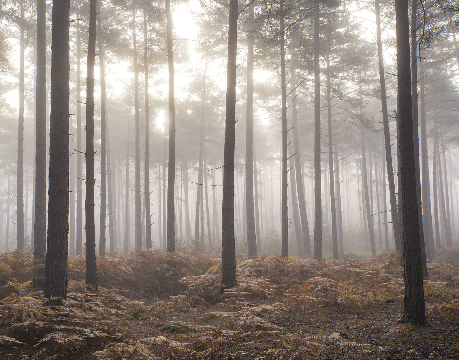 Forest In The Mist Wall Mural from the Atmosphere Collection by Galerie Wallcoverings