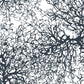 Gorgonian Vinyl Wallpaper in Charcoal design by Jill Malek