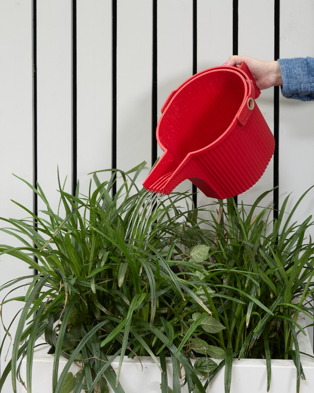 Hachiman Garden Beetle Watering Can Hachiman Chw 300381 003 14