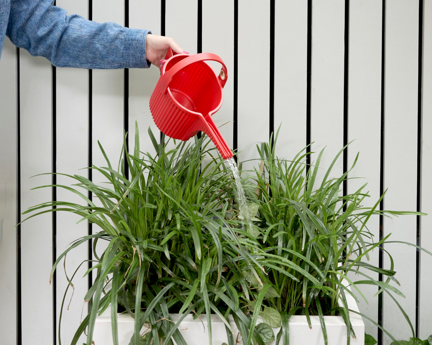 Hachiman Garden Beetle Watering Can Hachiman Chw 300381 003 16