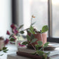 Ceramic Planter in Various Colors