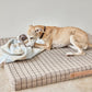 kaya dog blanket small 9