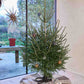 Christmas Tree Stand 3