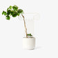 plant trellis 9