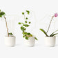 plant trellis 14