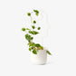 plant trellis 8