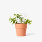 plant trellis 12