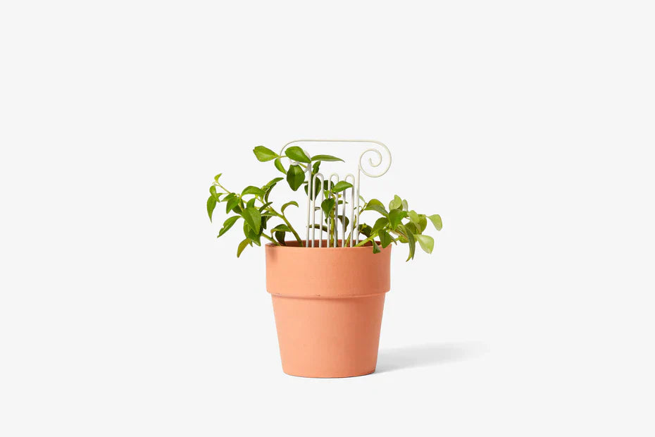 plant trellis 12