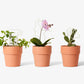 plant trellis 13