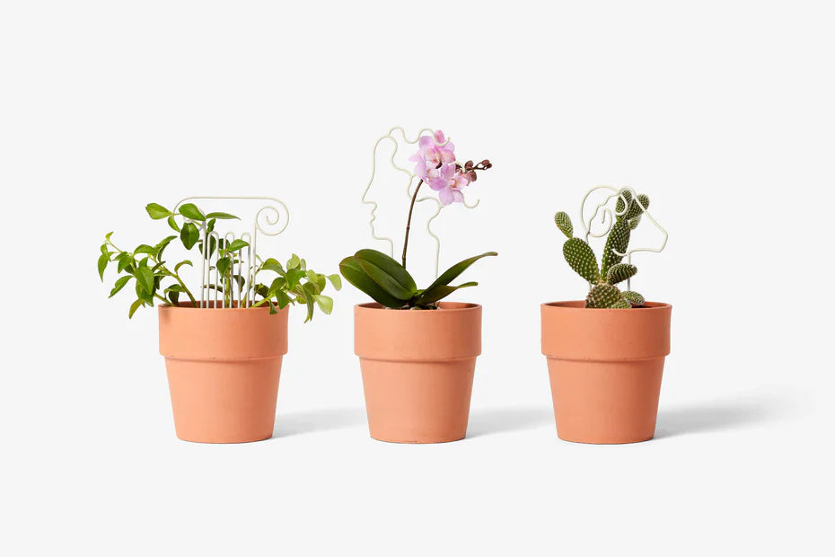 plant trellis 13