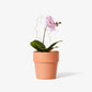plant trellis 11