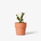 plant trellis 10