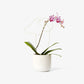 plant trellis 7