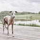 robin dog collar natural 8