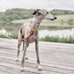 robin dog collar natural 7