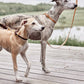 robin dog collar natural 6