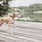 robin dog collar choko 6