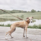 robin dog collar choko 9