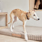 robin dog collar choko 5