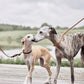 robin dog leash natural 2