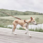 robin dog leash choko 3