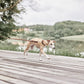 robin dog leash choko 2