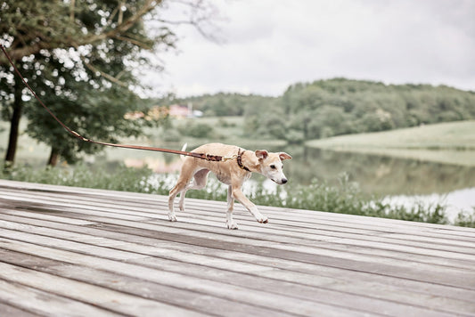 robin dog leash choko 2