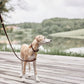 robin dog leash choko 4