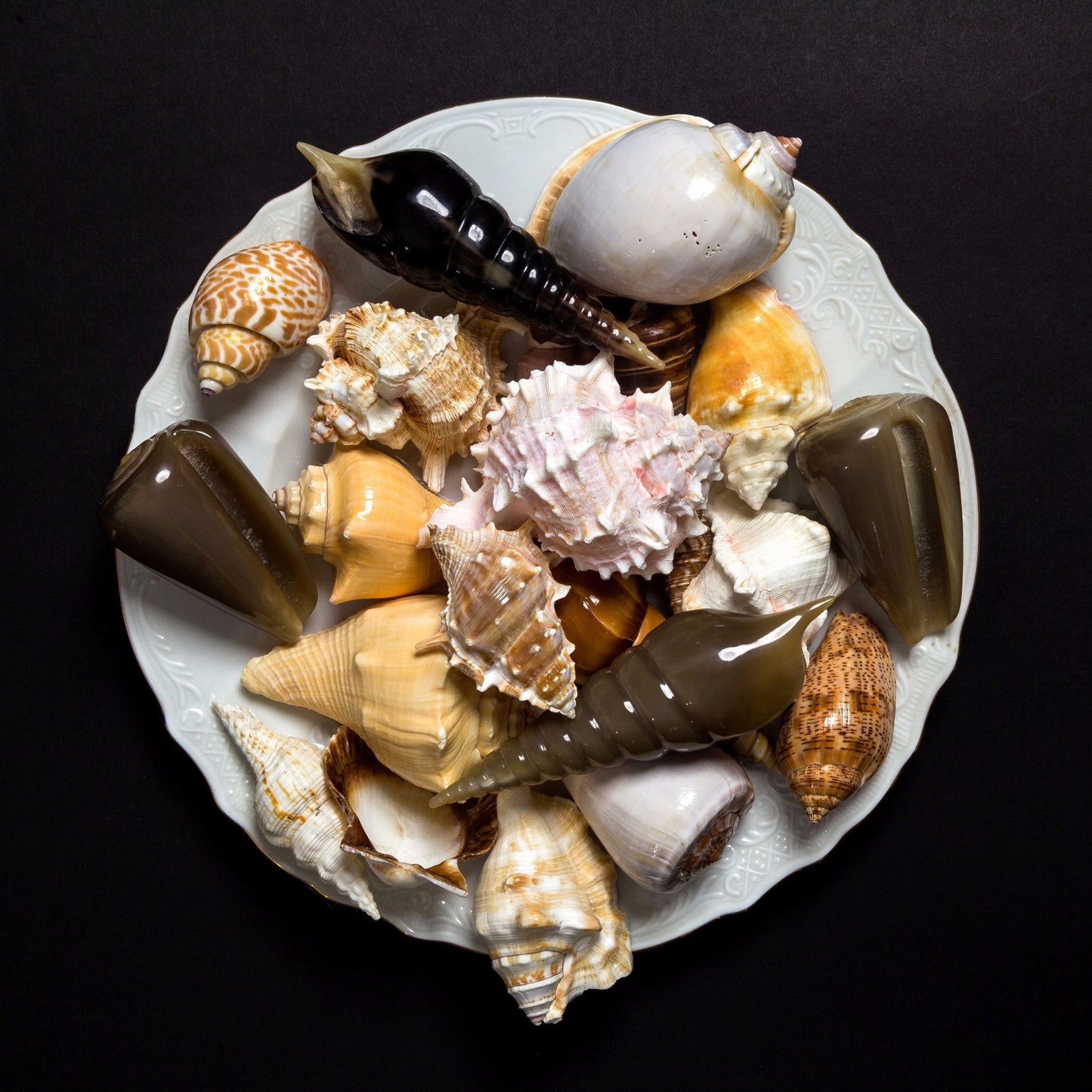 Cone Shell Objet design by Siren Song