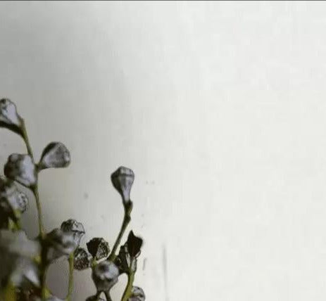 Textile 32437 Wallpaper by BD Wall
