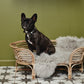 iriri dog bed by ladron dk 2